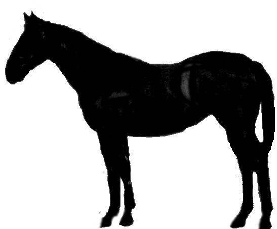 war horse clipart - photo #23